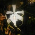 Brassavola cucullata Квітка