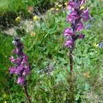 Pedicularis rostratospicata 形态