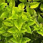 Tetragonia tetragonoides Leaf