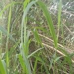 Phyllostachys viridis 葉