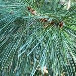 Pinus strobusഇല