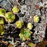 Sempervivum montanum Hoja