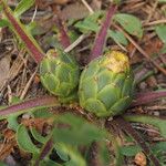 Centaurea acaulis 花