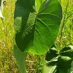 Ipomoea spathulata Levél