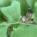 Polygonatum biflorum Φύλλο