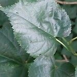 Tilia dasystyla List