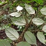 Diospyros onanae ᱥᱟᱠᱟᱢ