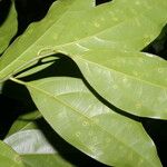 Ocotea meziana Hoja