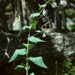 Mertensia ciliata Характер