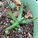 Aloe jacksonii ഇല