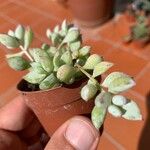 Cotyledon pendens Yaprak