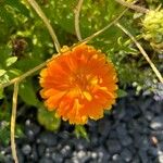 Calendula stellataFlower