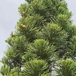 Araucaria columnaris Hoja