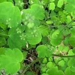 Thalictrum dioicum Folio