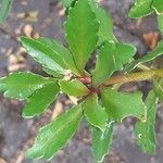 Kalanchoe miniata Blad