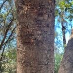 Swietenia macrophylla چھال