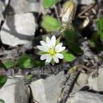 Cerastium pumilum Λουλούδι