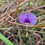 Vigna frutescens Blüte