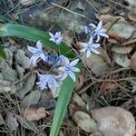 Scilla verna Leaf