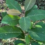 Cotinus obovatus Blad