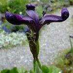 Iris chrysographes Outro