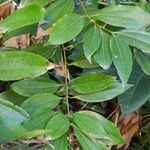 Cinnamomum burmanni Folha