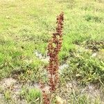 Rumex palustris Ovoce