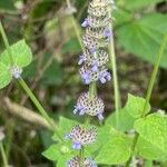 Salvia lasiocephala Çiçek