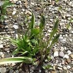 Gagea fragifera 形態