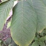 Annona cherimola Leaf