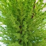 Hesperocyparis macrocarpa Blad