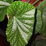 Begonia maculata Ліст