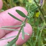 Vicia onobrychioides Листок