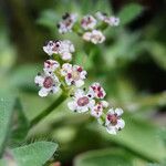 Caropsis verticillatoinundata