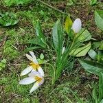 Crocus caspius Outro