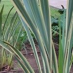 Phormium tenax Leaf