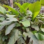 Calathea lutea Folio