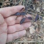 Vaccinium angustifolium Folha