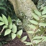 Sorbus americana Feuille