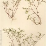 Minuartia mediterranea Mosusu