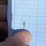 Vulpia unilateralis 花