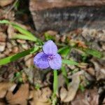 Tradescantia ohiensis Blomst