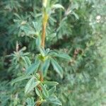 Berberis soulieana Leaf