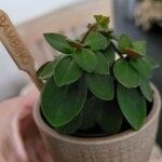 Peperomia verticillata Feuille