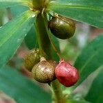 Polygonatum verticillatum Ffrwyth