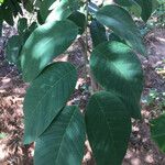 Annona senegalensis Leaf