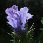 Echium plantagineum Flower