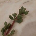 Lampranthus deltoides Leaf