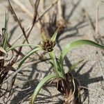 Cyperus capitatus Fulla