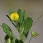 Ononis viscosa Flower